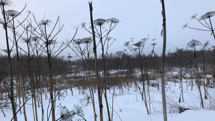 В Тверской области 58 гектаров пашни заросло кустами и борщевиком - новости ТИА