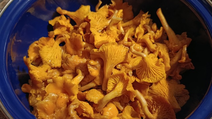 В лесу под Тверью в декабрьских лисичках грибник нашел "советских пионеров" - новости ТИА