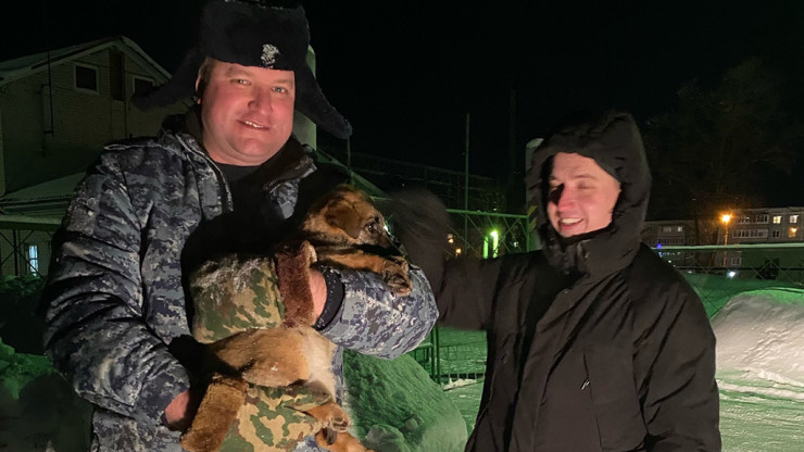 В Лихославле полицейские спасли бездомных щенков от смерти в мороз - новости ТИА