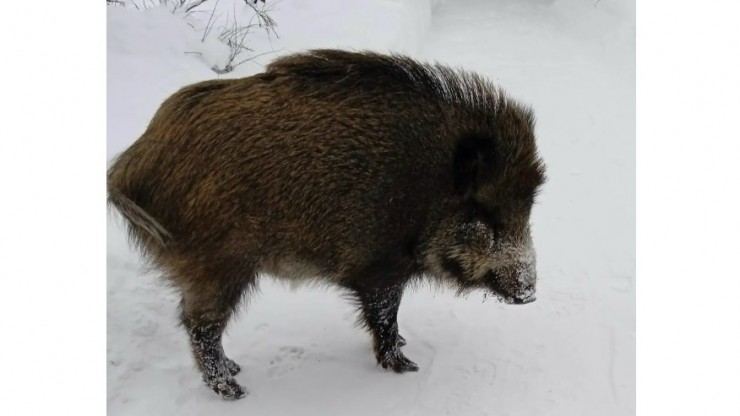 Сможет ли выжить "спасенная" в Тверской области кабаниха: мнение биологов - новости ТИА