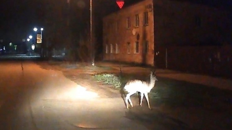 В Вышнем Волочке в центре города разгуливала косуля - новости ТИА