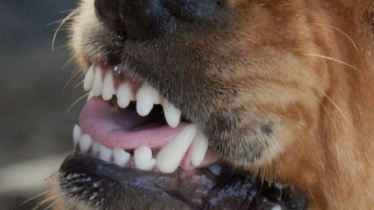 Смертельный укус: врач рассказала о главных переносчиках бешенства - новости ТИА