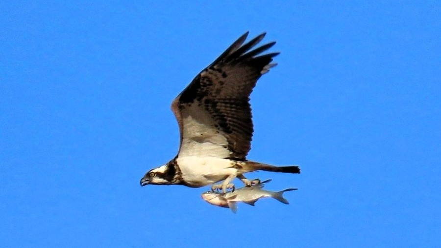 Фото: Егора Никитина/"Птицы Тверской области"