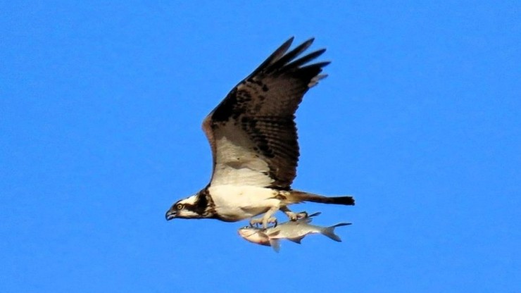 Кадр на миллион: в Тверской области в объектив попала птица-рыболов с добычей - новости ТИА