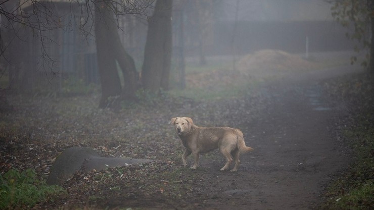 В Тверской области ребенок, которого укусила собака, получит компенсацию - новости ТИА