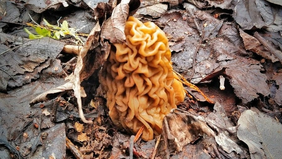 Фото: Алексея Кошелева