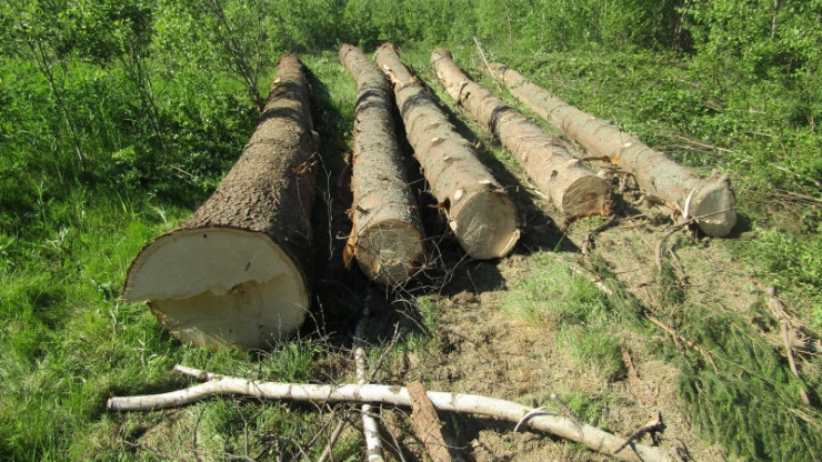 Жителя Тверской области обвиняют в незаконной рубке деревьев на сельхозземле - новости ТИА