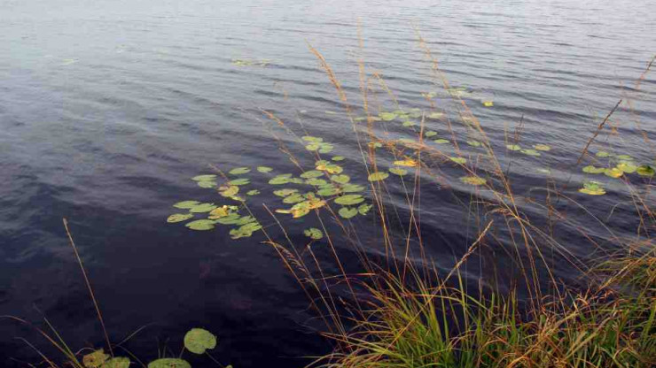 В Тверской области в озере выловили тело неизвестного мужчины - новости ТИА