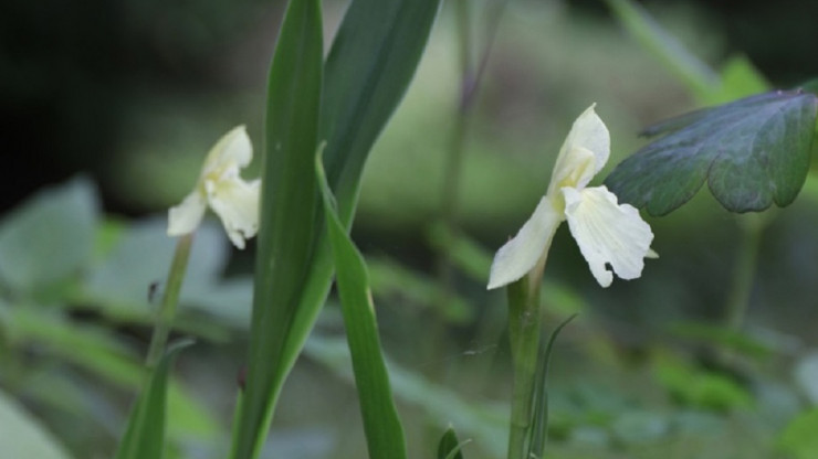 В тверском Ботаническом саду цветет редкая имбирная "орхидея" - новости ТИА