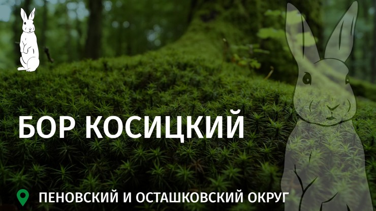 Заповедное Верхневолжье: Бор Косицкий – царство лесных исполинов у озера Вселуг - новости ТИА