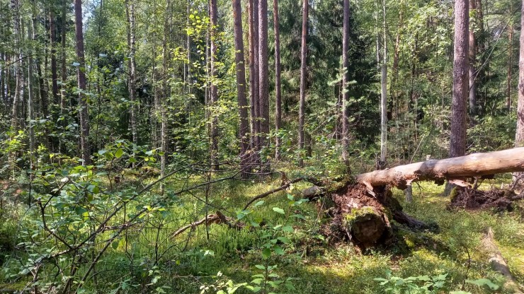 Тверским охотникам напомнили правила, которые категорически нельзя нарушать - новости ТИА