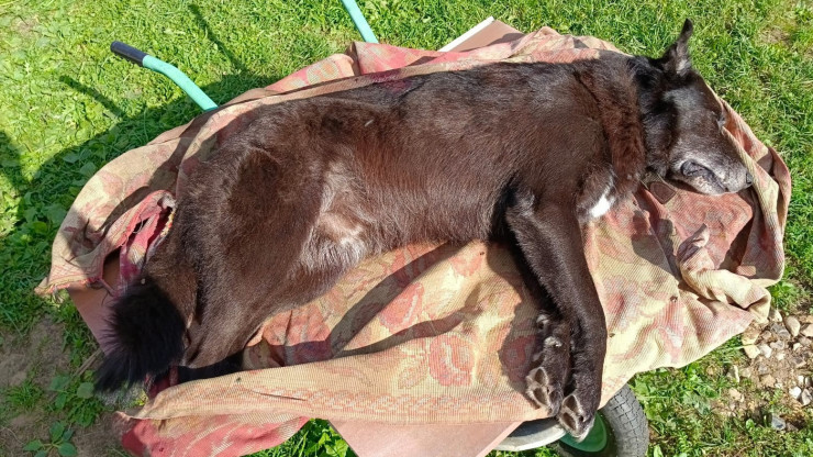 По факту убийства собаки на карьерах в Твери возбуждено уголовное дело - новости ТИА