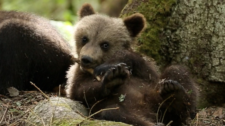 Центр спасения медвежат делится летними историями из жизни подопечных - новости ТИА