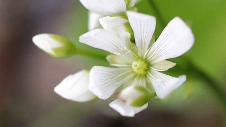 В Твери расцвело растение-хищник с "зубастой пастью" - новости ТИА