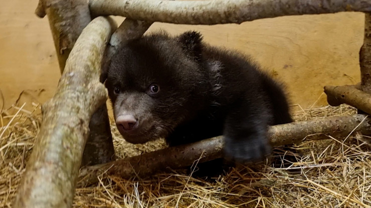 Тверской Центр спасения медвежат объявил розыгрыш медвежьих подарков - новости ТИА