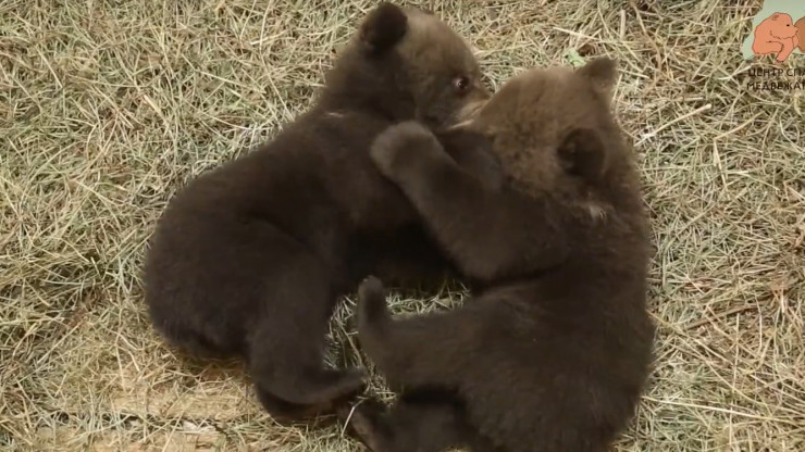 Тверские биологи опубликовали видео поединков медвежат - новости ТИА