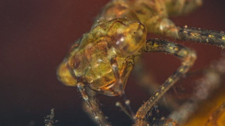 В заповеднике Тверской области показали, как выглядят стрекозы в апреле - новости ТИА