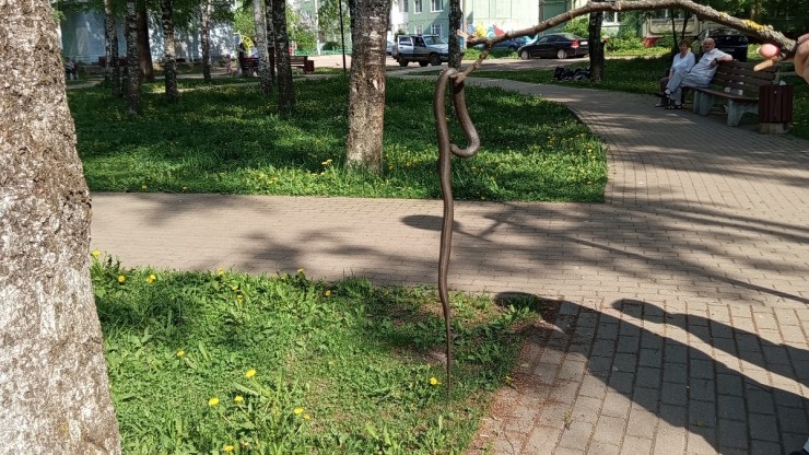 В парке в Твери девушка палкой поймала змею - новости ТИА