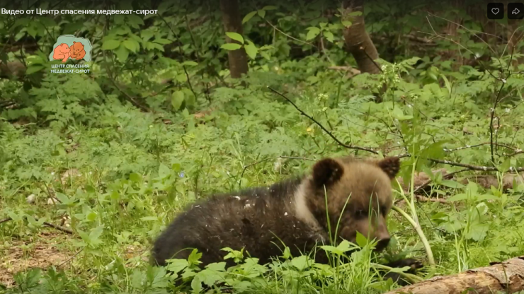 Тверские биологи опубликовали новое видео о жизни медвежат-сирот - новости ТИА