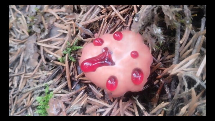 В лесу Тверской области нашли редкий гриб с каплями "крови" - новости ТИА