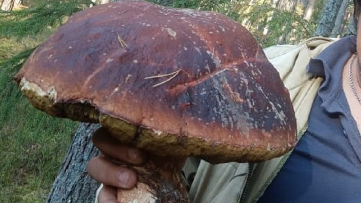 Грибники: в лесу под Тверью опята отходят, но грибов еще много - новости ТИА