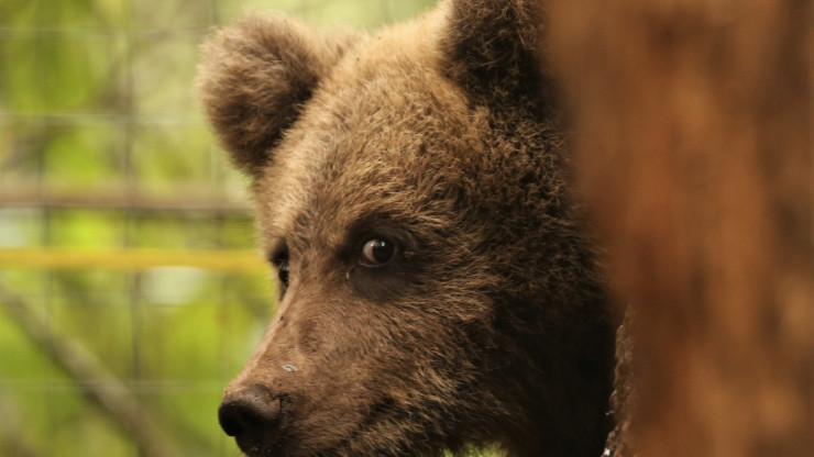 Биологи Пажетновы рассказали, почему медвежата "поют" при виде камеры - новости ТИА