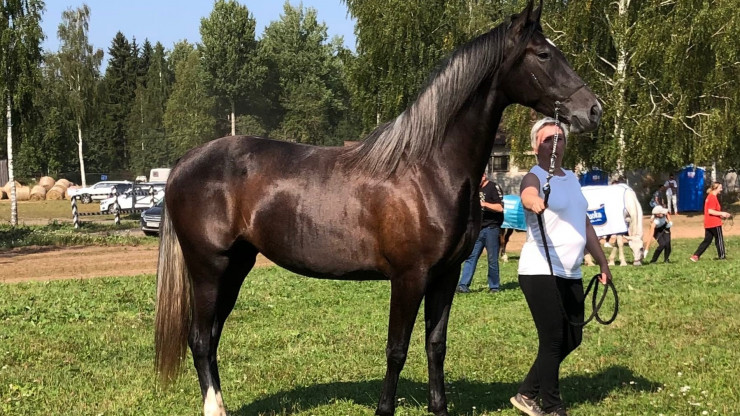Лошадь Розалия из Тверской области вновь признана самой красивой в России - новости ТИА