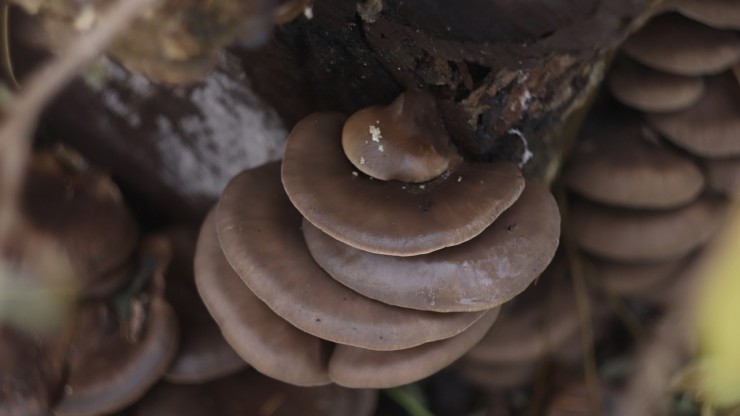 В ноябре в Твери дерево заросло вкусными и хищными грибами - новости ТИА