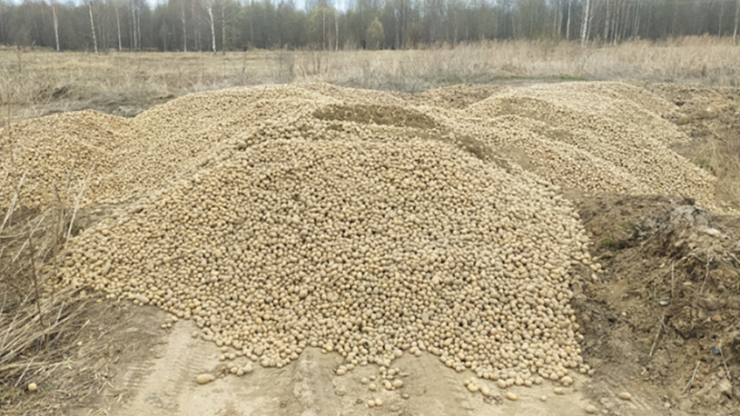 В Тверской области нашли свалку гнилого картофеля - новости ТИА