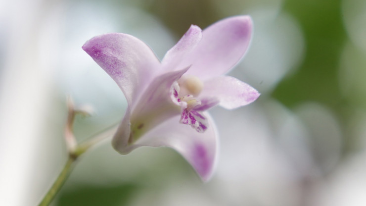 В тверском Ботаническом саду цветут миниатюрные Дендробиумы Кинга - новости ТИА