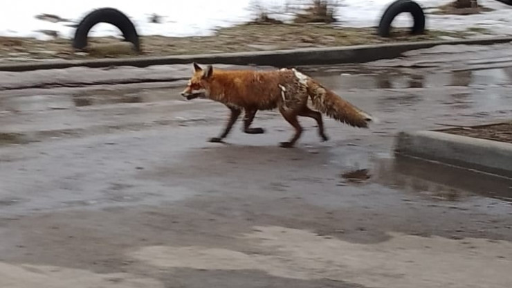 В Ржеве по улицам бегала лиса - новости ТИА