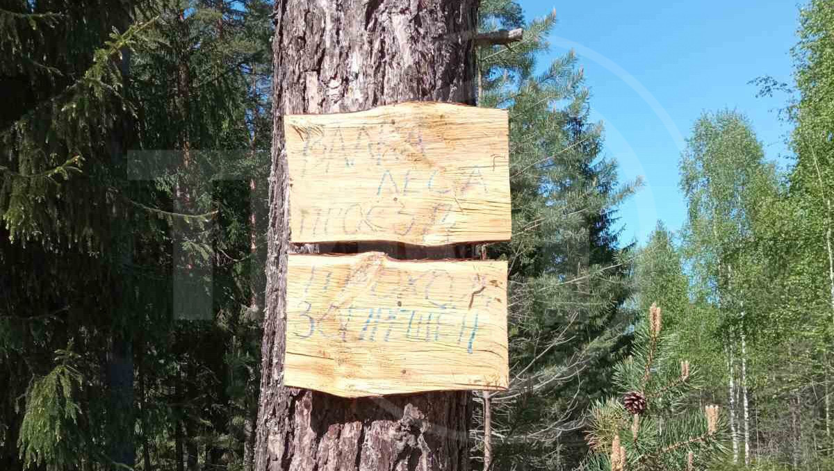 Проход закрыт. Идет валка леса