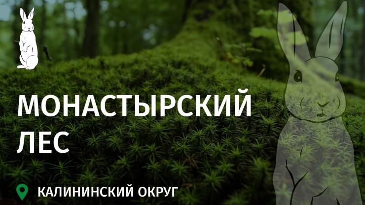 Заповедное Верхневолжье: Монастырский лес – природный музей между Волгой и Оршей - новости ТИА