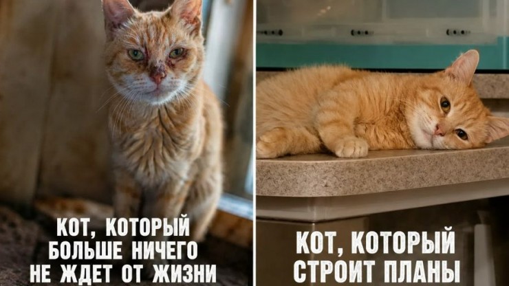 В Твери волонтеры ищут дом для кота с тяжелой судьбой - новости ТИА