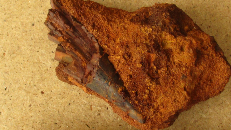 В Тверской области нашли окаменелые останки рыбы, жившей сотни миллионов лет назад - новости ТИА