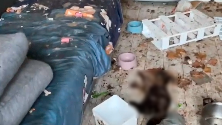 В Твери в квартире многоэтажки жильцы обнаружили десятки трупов кошек - новости ТИА