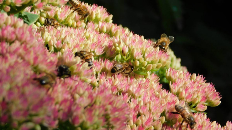 В ботаническом саду Твери у пчёл продолжается медосбор - новости ТИА