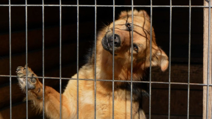 Подопечные приюта в Бежецке спасены: для 450 животных собрали деньги на корма - новости ТИА