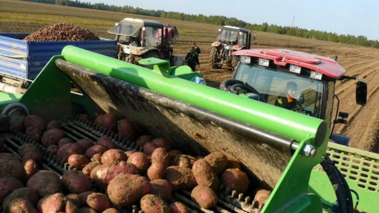 В Тверской области убрали 231,7 тысяч тонн картофеля - новости ТИА