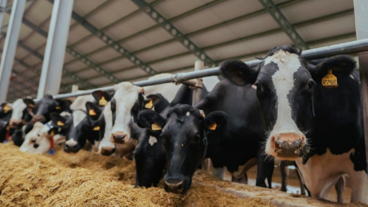 В Тверской области увеличивается производство молочной продукции - новости ТИА