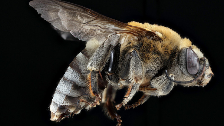 В Тверской области у пчёл обнаружили опасное заболевание - новости ТИА