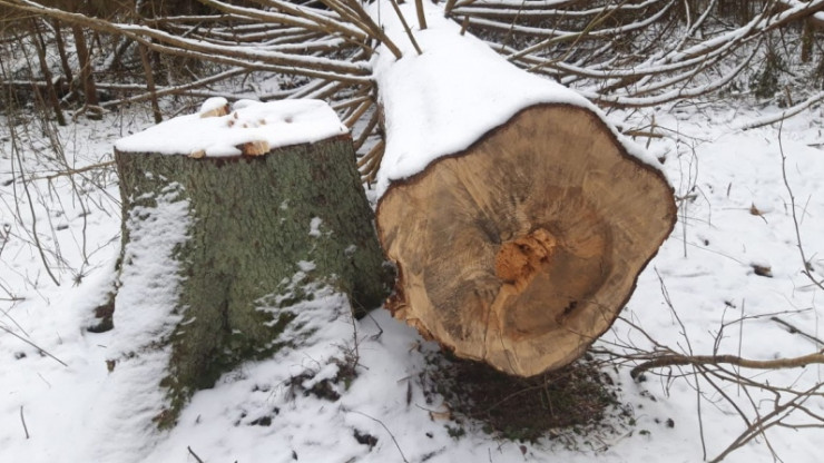 Двое мужчин получили условные сроки за вырубку 47 деревьев в тверских лесах - новости ТИА