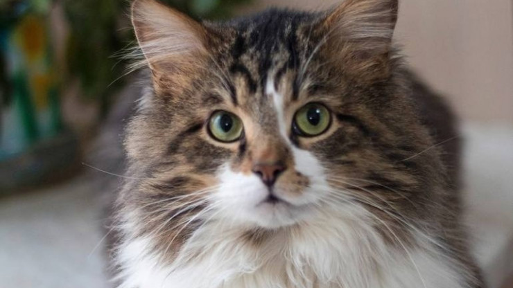 В Твери хозяйка через полгода нашла потерявшегося кота - новости ТИА