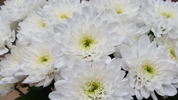 В Тверской области труженица тыла Татьяна Королева отметила 101-й День рождения - новости ТИА