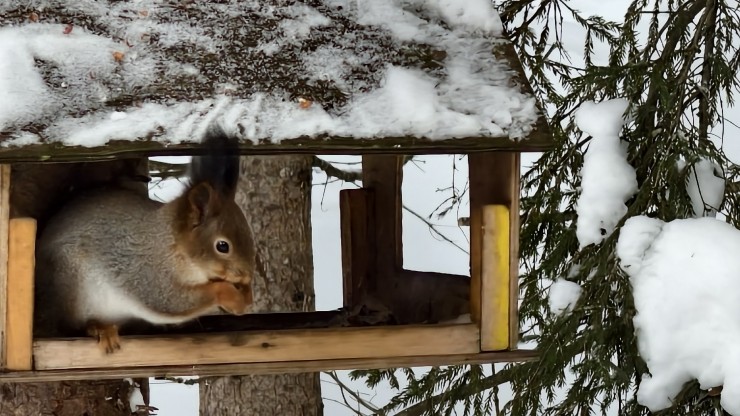 В Тверской области запечатлели пушистую гостью птичьей кормушки - новости ТИА