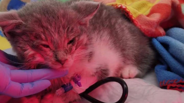 Не проходите мимо: в Твери котята спасались от холода в снегу - новости ТИА