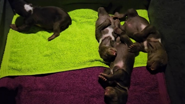 Опубликовано видео важных занятий медвежат в тверском Центре спасения - новости ТИА