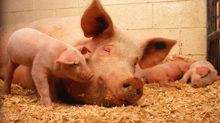 В Тверской области поголовье свиней выросло на 65% - новости ТИА