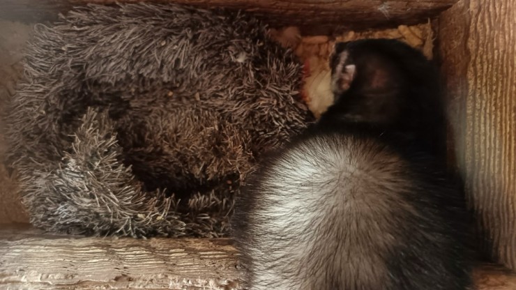 Тверские биологи рассказали о необычной привычке домашнего хорька - новости ТИА