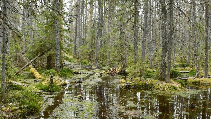 Волчьи следы и болота: в Тверской области девушка провела отпуск в диком лесу - новости ТИА